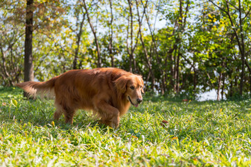 Wall Mural - Golden Retriever walking on the grass in the woods
