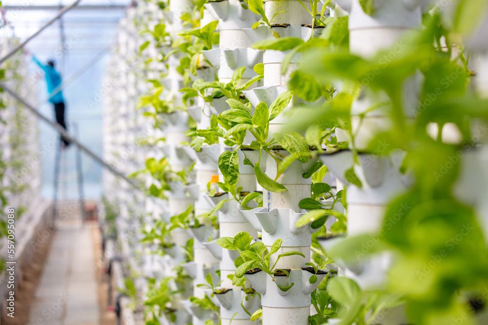 Sustainable Agriculture Aquaponics Based Production Method Farm