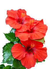 Wall Mural - Fleurs rouges d’hibiscus sur fond blanc 