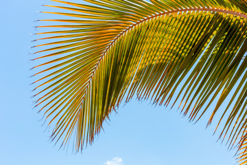 Poster - Courbure harmonieuse de palme mûre sur fond de ciel bleu 