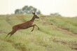 © LIMARIO - jumping roe deer