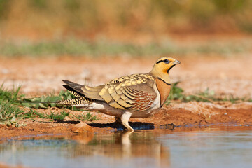 Wall Mural - Witbuikzandhoen, Pin-tailed Sandgrouse, Pterocles alchata