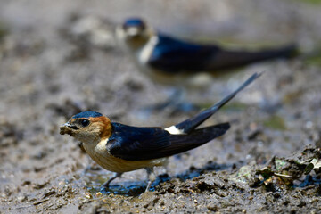 Wall Mural - Red-rumped Swallow (Cecropis daurica) collecting nesting material at a mud puddle // Rötelschwalbe (Cecropis daurica) sammelt Nistmaterial an einer Schlammpfütze