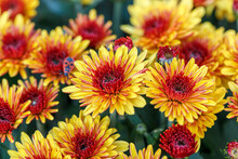 Beautiful Bushes Of Chrysanthemum Flowers Yellow And Red Colors