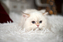 White Longhair British Kitten