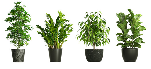 Sticker - House plants in black pot isolated on transparent background 3d rendering