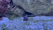 Video von Unterwasserwelt mit Muscheln Krabben und Fische