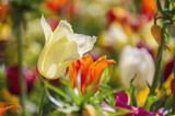 Fototapeta Tulipany - Yellow and white tulip flowers