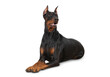 © Елена Челышева - a thoroughbred Doberman dog of brown color lies on the floor, isolated on a transparent background