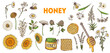 Honey hand drawn vector illustration. Healthy food illustration. Hand drawn cartoon elements collection. Honeycomb, bee, flowers, jar of honey.