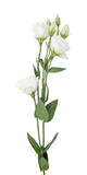 Branches of white flowers isolated on white. eustoma.