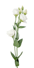 Branches Of White Flowers Isolated On White. Eustoma.