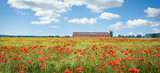 Fototapeta Maki - Starker durchwuchs von roten Mohnblumen im Getreide, im Hintergrund steht ein moderner Stall.