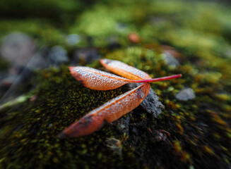 snail on a leaf