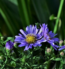 Sticker - flower in the garden