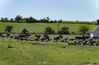 A herd of cows in a paddock on a sunny spring day. Animals on the farm field, pasture. Agricultural landscape. White and black cow on green grass field