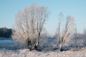 Poster - Beautiful scenery of trees covered snow in sunny day.