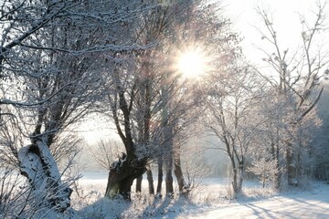 Canvas Print - Beautiful scenery of trees covered snow in sunny day.