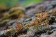 Orange moss growing on the stone, macro photography with shallow depth of field and blurred background; abstract nature photo