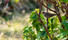 Mauritian Zebra Finch Native Bord Wildlife Perched And Nesting In Dense Forest Foliage Showing Red And Grey Chest And Tail Feathers