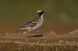 white brow sparrow weaver
