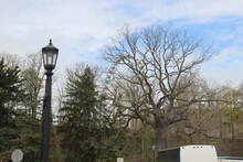Street Lamp In The Park