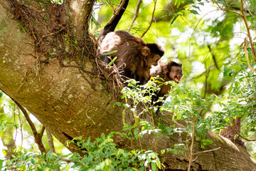 Monkey, capuchin monkey in a woods in Brazil among trees in natural light, selective focus.