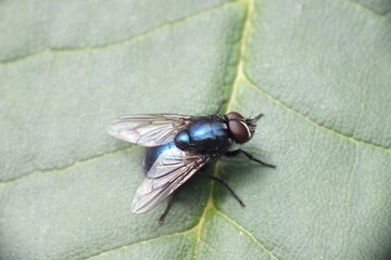 british fly on green plant leaf