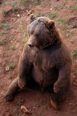 Wall Mural - sitting brown bear seen from a different perspective