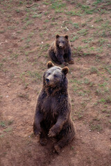 Wall Mural - bear sitting with her cub in the background