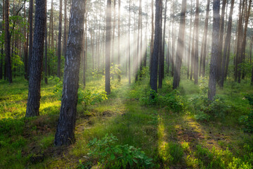 Wall Mural - Beautiful sunny morning in green forest