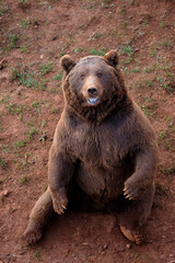 Wall Mural - close-up of a bear sitting with its eyes straight ahead