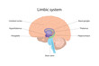 The limbic system is responsible for the management of human emotional and physical reactions. Human brain