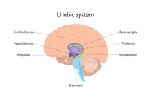The Limbic System Is Responsible For The Management Of Human Emotional And Physical Reactions. Human Brain