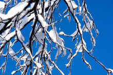Bare Tree Branches Covered In Snow Against Sunny Blue Sky