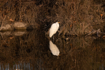 Wall Mural - A Great White Egret standing by a lake shore with its reflection on the calm surface of the water.