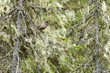 Siberian jay perched in a taiga forest covered with bearded lichen. Shot in Valtavaara near Kuusamo, Northern Finland.	