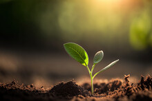 A Scene Of Farming And Plant Growth Is Set Against A Green, Blurry Backdrop. Sprouting From Seed And Developing Into A Seedling. Concept Of Development And Ecology In Nature With Copy Space