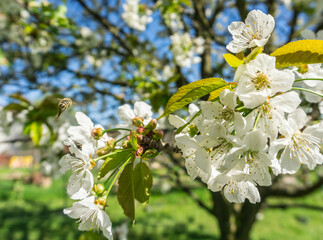 Apple tree blossom with lot of flower