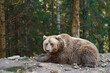 Beige bear in forest, space for text. Wild animal