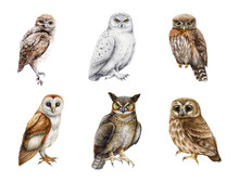 Owl Watercolor Illustration Set. Various Types Of Owls Collection. Hand Drawn Barn Owl, Snowy, Burrowing, Pigmy Owlet Forest Wildlife Birds On Different Surfaces. White Background