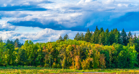 Wall Mural - landscape with trees and clouds