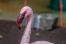 Portrait Of A Flamingo