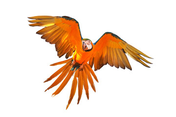 Colorful flying parrot isolated on transparent background png file	