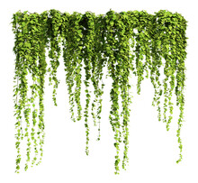 Creeper Plants On Transparent Background, 3D Rendering, For Illustration, Digital Composition And Architecture Visualization