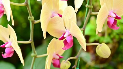 Poster - Yellow orchids in the garden