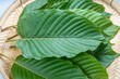 Mitragyna speciosa Korth or Kratom leaf tropical evergreen tree for herbal and Asia traditionally medicine.