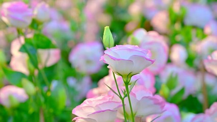 Canvas Print - White and pink roses in the garden at Chiang Mai Flower Festival, Thailand.