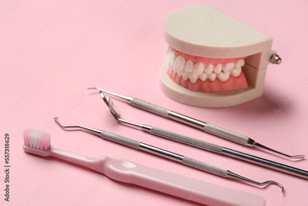 Jaw model with dental tools and toothbrush on pink background, closeup