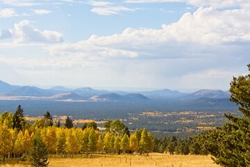 Snowbowl area with a pine forest and aspens changing color. White clouds fill a blue sky. Flagstaff, Arizona.